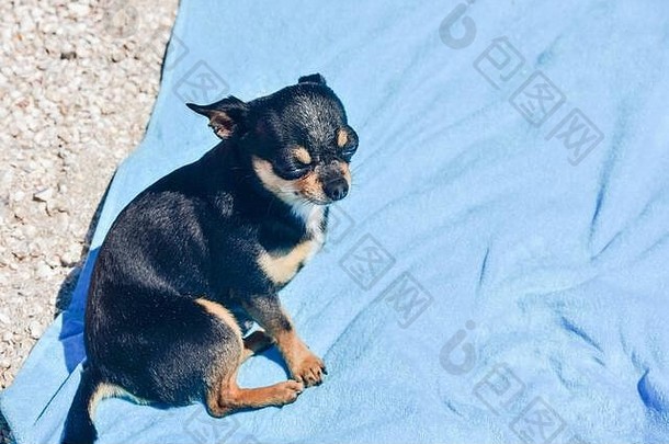 吉娃娃狗夏天沙子可爱的黑色的吉娃娃小狗