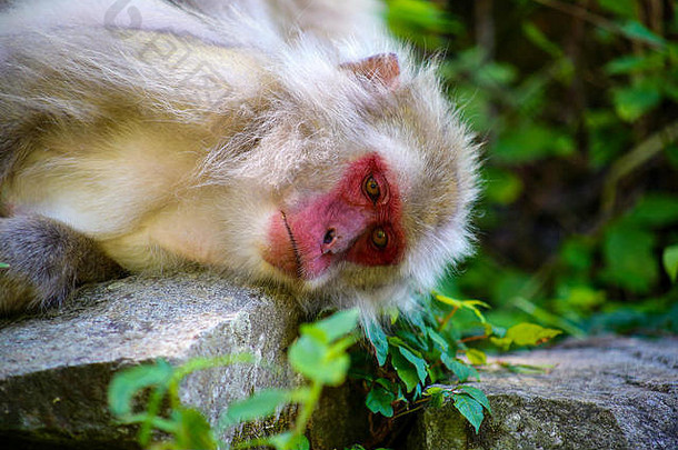 雪猴子准备好了睡眠长野日本