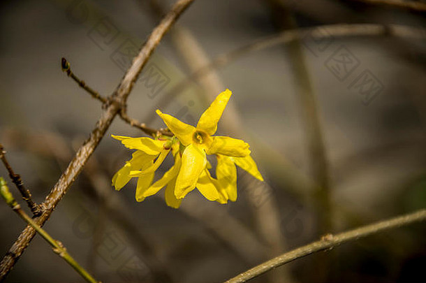 特写镜头黄色的连翘花早期春天