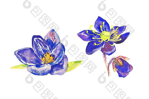集广泛开放蓝色的番红花属花孤立的手画水彩插图