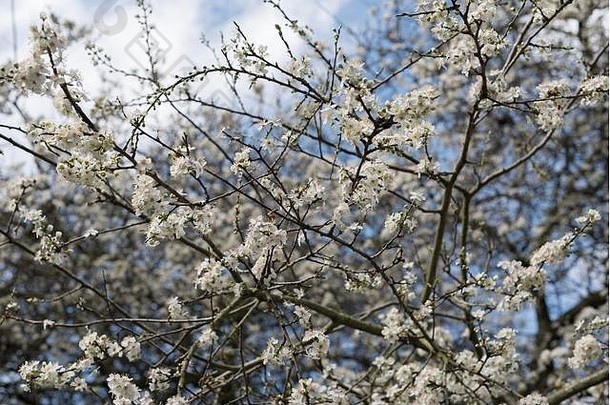 塔姆沃思斯塔福德郡3月伟大的天气早....盛开的花树水仙花番红花信贷slawomir科瓦莱夫斯基除生活新闻