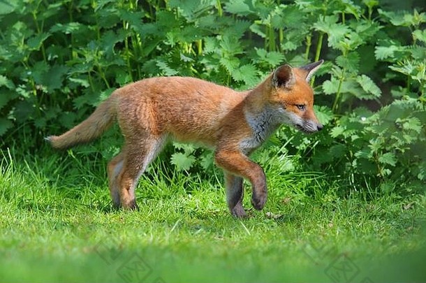 红色的狐狸狐狐幼崽工具包春天南部英格兰