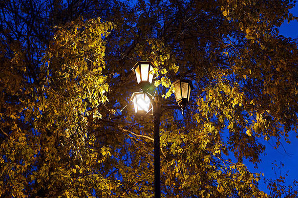 场景公园灯照亮秋天冠树