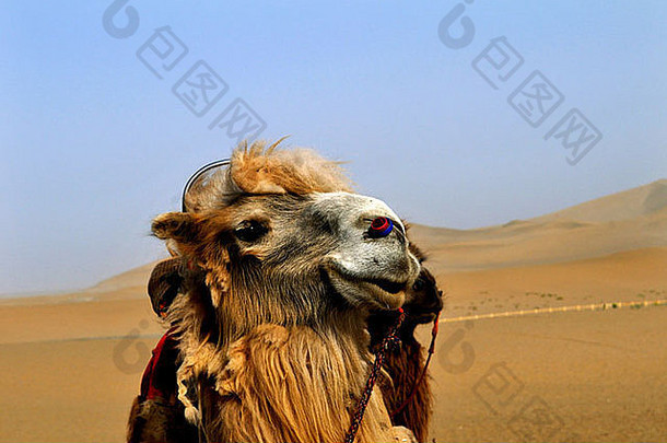 美丽的双驼峰骆驼戈壁沙漠