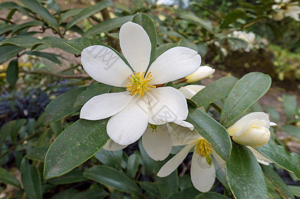 木兰laevifoliadianica开花植物白色白兰yunnanensis香花