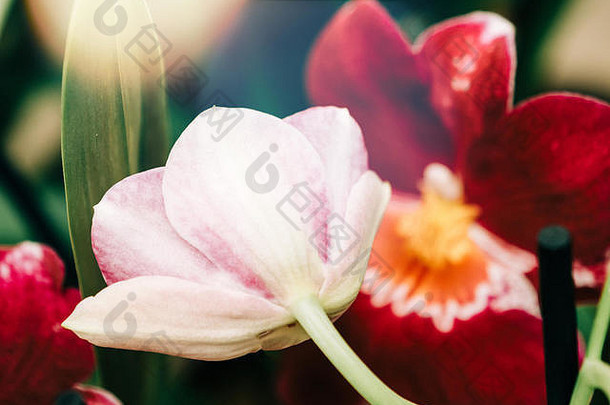 细节粉红色的郁金香花兰花散焦花背景