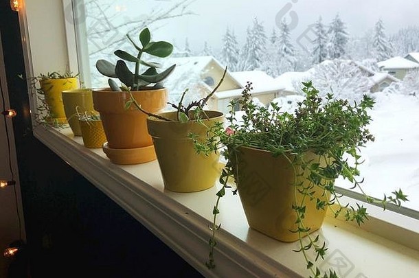 窗口植物黄色的锅俯瞰雪场景