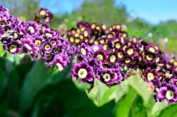 美丽的紫罗兰色的黄色的紫色的报春下毛竹花盛开的夏天阳光