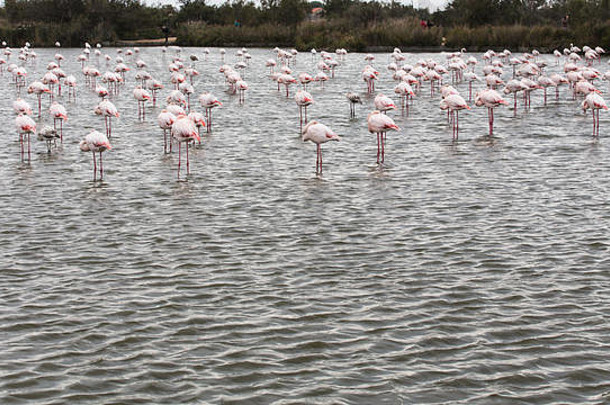 粉红色的伟大的火烈鸟水湖湿地camargue法国