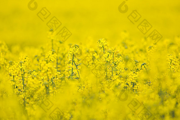 开花胡子寻常的黄色的火箭植物十字花科十字花科
