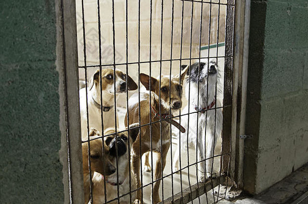 关在笼子里被遗弃的狗细节街动物动物滥用