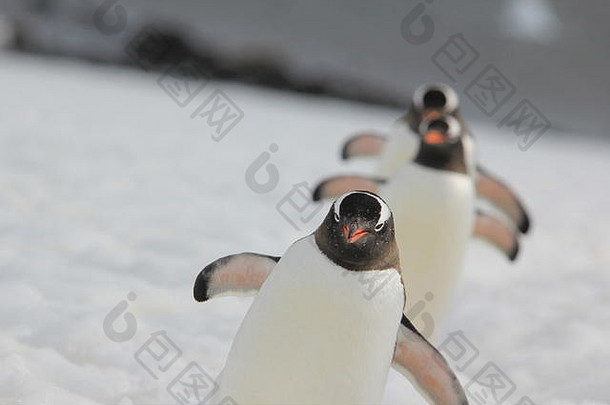 Gentoo企鹅走行丹科岛南极洲