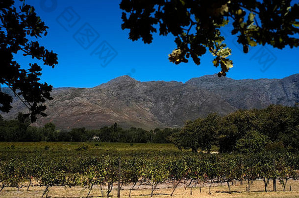 葡萄树沐浴阳光酒庄弗朗斯胡克酒生产区域南非洲3月