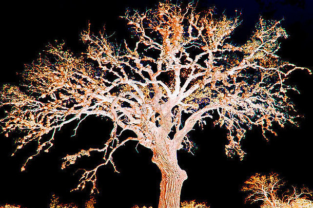 红外轮廓橡木树拍摄冬天日落