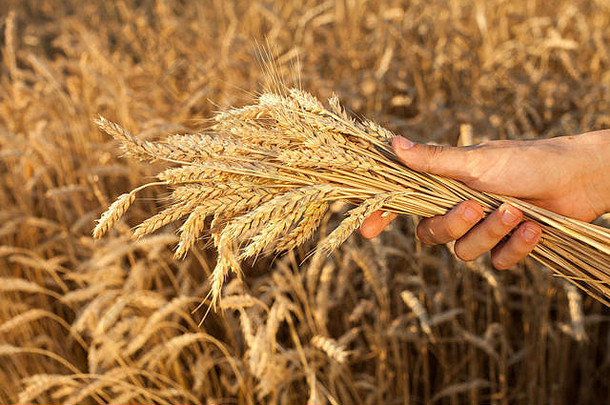 农业农业麦片概念艰难的手臂工人薄群新鲜的减少耳朵大麦<strong>重阳</strong>光明媚的种子准备粮食处理
