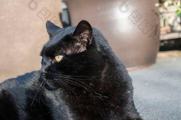 黑色的猫休息室阳光马林县