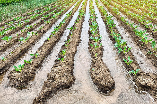灌溉卷心菜种植园场传统的自然浇水环保产品农业农田作物日益增长的有机战斗