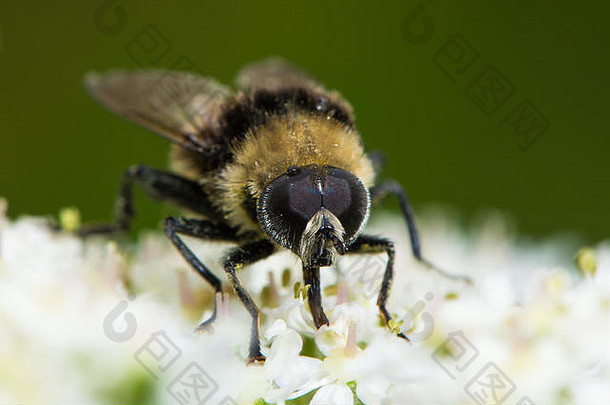 优秀的大黄蜂模仿家庭食蚜蝇科花蜜大猪草