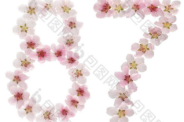 数字八十自然粉红色的花桃子树孤立的白色背景