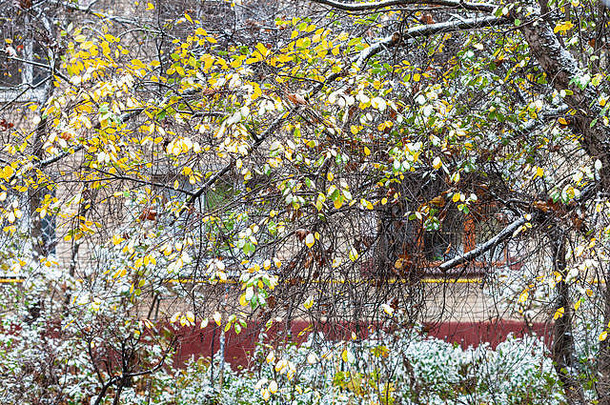 雪树前面公寓房子冷秋天一天