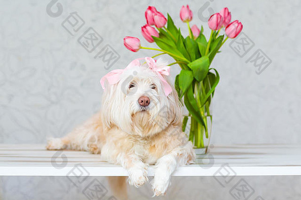 白色狗坐着花束花花瓶粉红色的郁金香