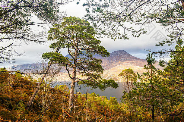 视图世界类自然储备我艾格高地苏格兰伟大的美古老的喀里多尼亚森林保存