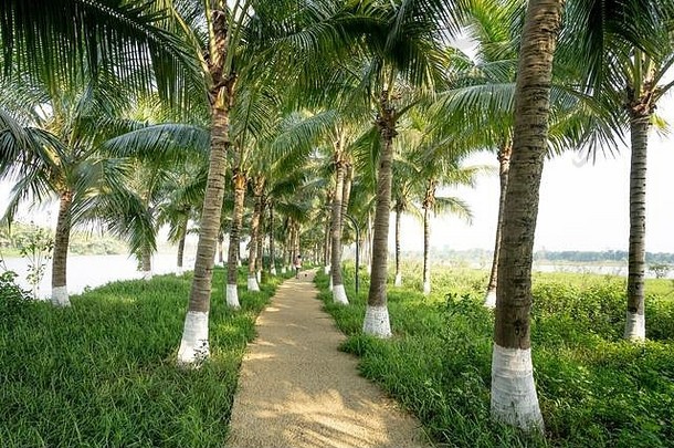 椰子花园安静的越南美丽的风景优美的通路椰子花园生态系统主要城市区域
