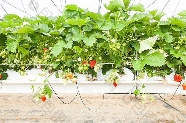 文化温室<strong>草莓草莓</strong>