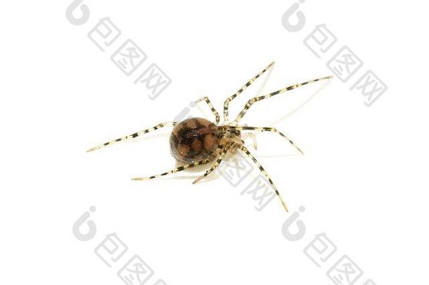 脚手架网络蜘蛛内斯蒂库斯纤维素孤立的白色背景