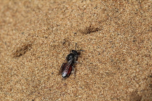 sphecodes透明沙坑blood-bee物种孤独的蜜蜂发现沙子沙丘欧石南