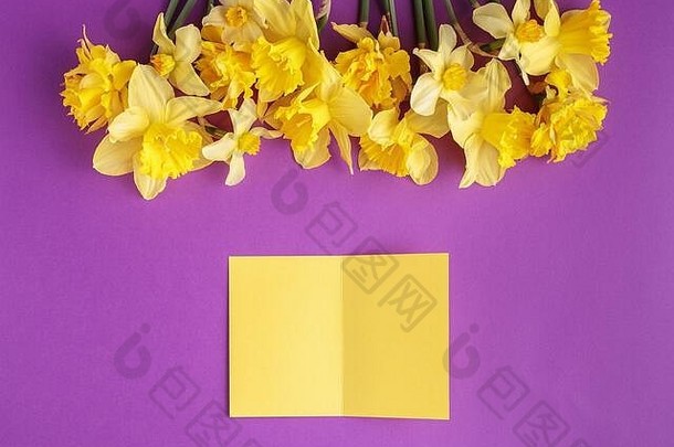 黄色的纸卡那喀索斯花紫色的背景色彩斑斓的邀请问候模拟春天假期前视图