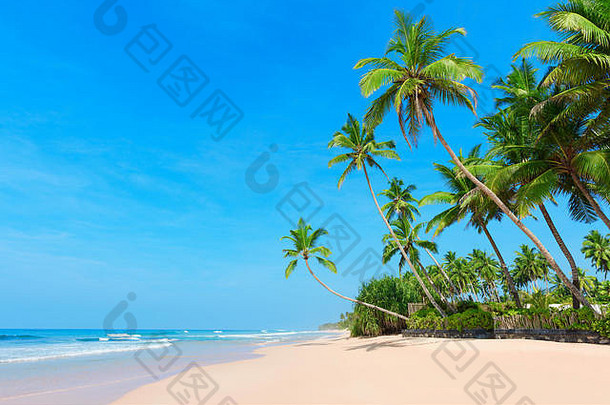 完美的桑迪海洋海滩热带度假胜地岛椰子棕榈树清晰的蓝色的天空