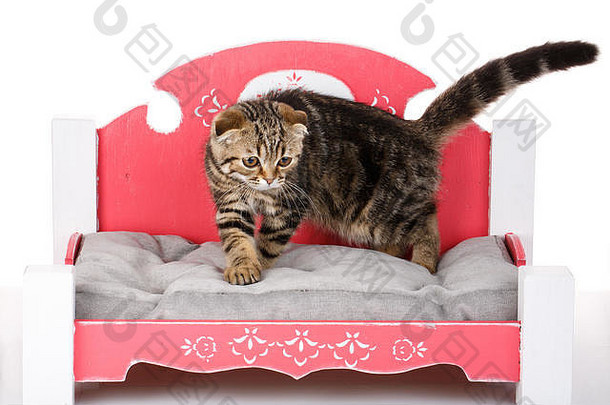 苏格兰褶皱Bicolor小猫小cat-bed