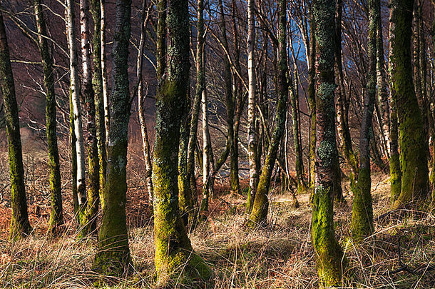 站莫斯地底覆盖银桦木树桦木属橡树苏格兰冬天阳光