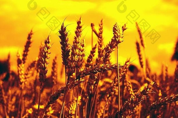 小麦耳朵场天空日落光黑暗黄色的爽肤水背景