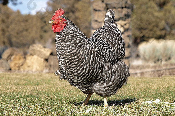 免费的范围牧场免费的漫游鸡禁止普利茅斯岩石
