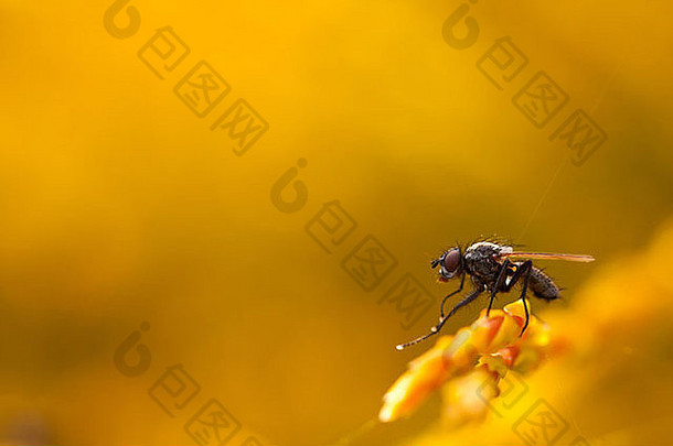 特写镜头苍蝇坐着站淡黄色的橙色植物光滑的黄色的背景