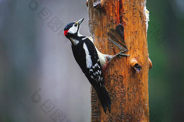 特写镜头伟大的发现了啄木鸟坐着树多雨的春天森林