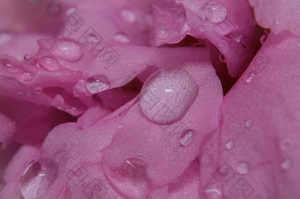 宏拍摄特写镜头雨水滴粉红色的花
