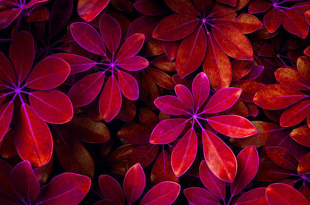 红色的粉红色的树叶子地面幻想森林想象力树叶子森林幻想电影时尚
