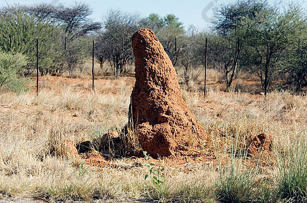 白蚁堆达马拉兰纳米比亚