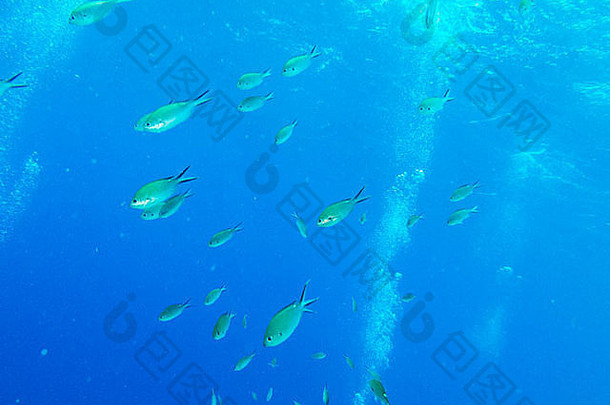 一克里奥尔语鱼漩涡潜水杂项博内尔
