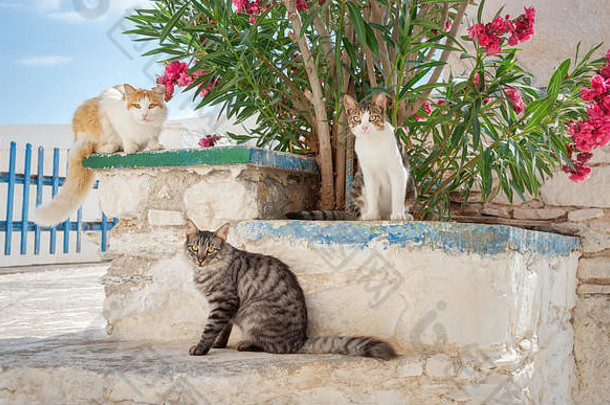 友好的猫外套颜色坐着白色墙夹竹桃花希腊村基克拉迪群岛爱琴海岛锡罗斯