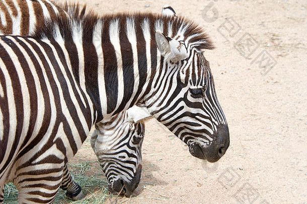 斑马吃有尘土飞扬的地面斑马物种非洲马马家庭曼联独特的黑色的白色