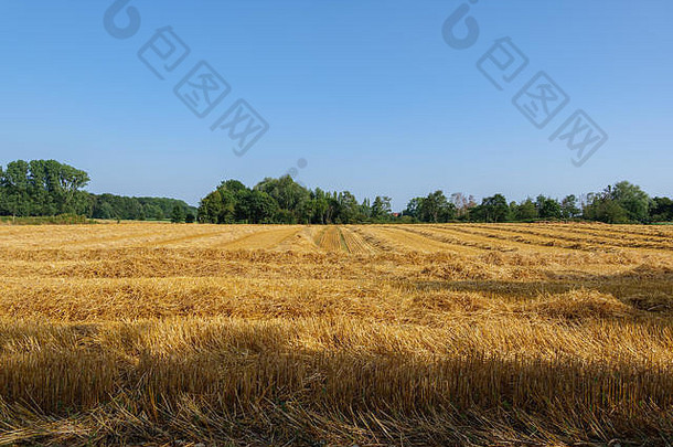 户外视图减少粮食收获小麦场收获夏天季节蓝色的多云的梅尔布施农村杜塞尔多夫德国