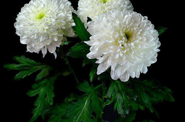 花束白色菊花水晶花瓶孤立的黑色的背景