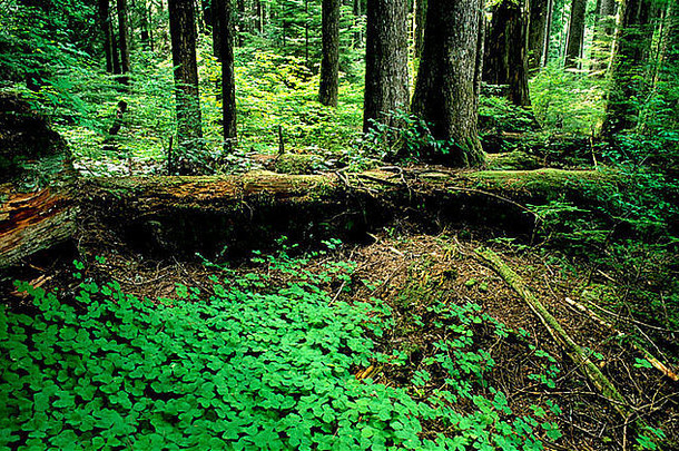 森林下层植被罩国家森林俄勒冈州