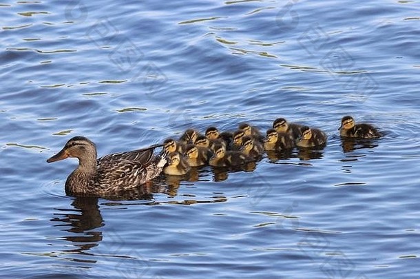 妈妈。野鸭鸭游泳家庭小鸭
