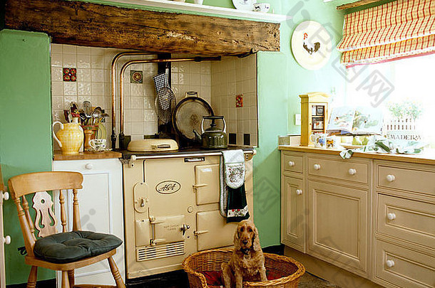溺爱猎犬坐着篮子前面奶油Aga苍白的绿色国家厨房