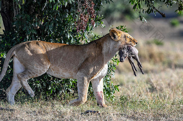 母狮婴儿疣猪口肯尼亚非洲